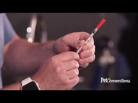 Insulin Use for Dogs and Cats