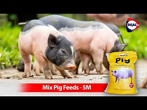 How to Mix Pig Feeds with Hendrix Concentrates to Earn 5M+ Profits 🐔💰 | Champrisa International