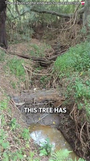 Why After 5 Long Years This Tree is Chopped Down? 🙅