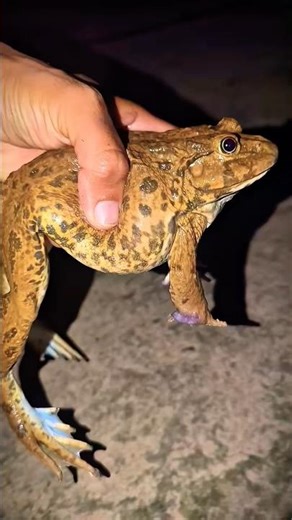 Bonk Bonk the frogs funny | Bullfrog and Toad funny fly or jump | Animal for fun | Funny Frog