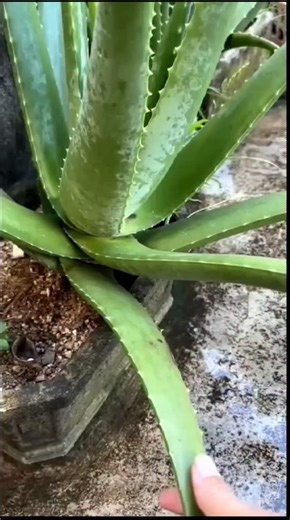 1.3K views · 550 reactions | Este es el error que todos comenten al intentar reproducir la sábila  #huertoencasa #cultivando #plantas #naturaleza #tips #jardineria #garden #bellezanatural | Osshira | Facebook