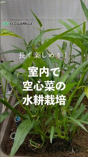 空芯菜の水耕栽培に挑戦！プランター室内栽培で長く楽しめます！