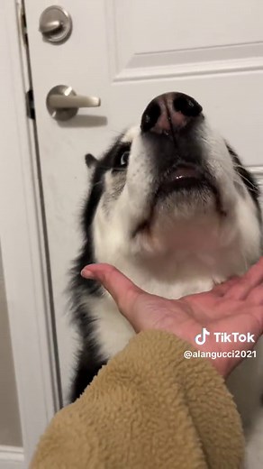 Alan Gucci on TikTok