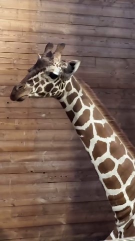 Watch This Giraffe Chew in Slow-Motion Delight