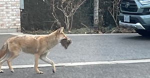 Increased coyote sightings bring safety concerns to Oakville residents