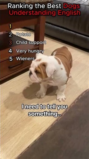 Ranking the best dogs understanding English