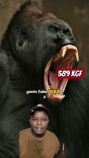 Why do gorillas have big teeth if they are herbivores?