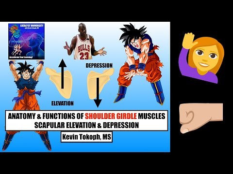 Anatomy & Physiology of Scapular Elevation & Depression