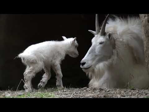 8-hour-old baby mountain goat