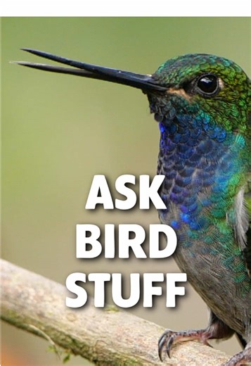 Ask Your Bird Questions to an Ornithologist