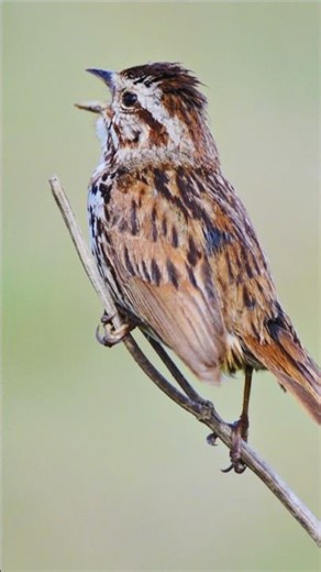 Relaxing American Bird Sounds 4K – Morning Birds Singing, Forest Chirping & Natural Bird Calls