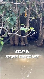 Poovar Backwaters | Rare Snake Sighting in the Mangroves | Kerala Backwater Safari