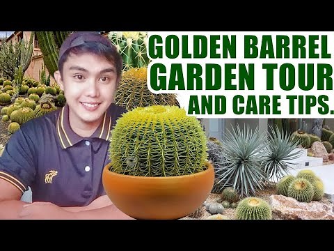 Care Tips for Golden Barrel Cactus | Repotting | Garden Tour