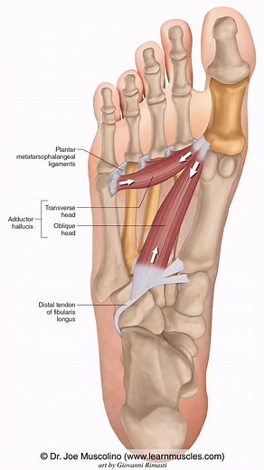 🔹 LearnMuscles.com 🔹 Excellence-in-education Adductor Hallucis The Adductor Hallucis is an intrinsic muscle of the foot located in Plantar Layer III. The muscles located in Plantar Layer III are: Flexor hallucis brevis Flexor digiti minimi pedis Adductor hallucis The adductor hallucis has two heads: Oblique Head and Transverse Head. ATTACHMENTS: Metatarsals to the big toe (toe #1). The oblique head attaches proximally onto metatarsals #2-4 and the distal tendon of the fibularis longus. The tra