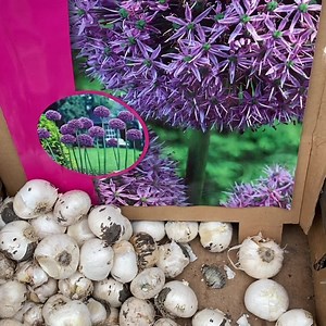 75 reactions | Allium Purple Sensation is planted from now for spring early summer flowering. Webshop https://pergolanurseries.ecwid.com ALL IRELAND DELIVERY Pergola Nurseries Garden Corner Virginia,Co Cavan A gardeners oasis of quality plants Open Tues-Sat 10-30-6 Open Sun 2-6 #alliumbulbs #springflowers #gardenideas #springflowers #alliums | Pergola Nurseries Garden Corner | Facebook