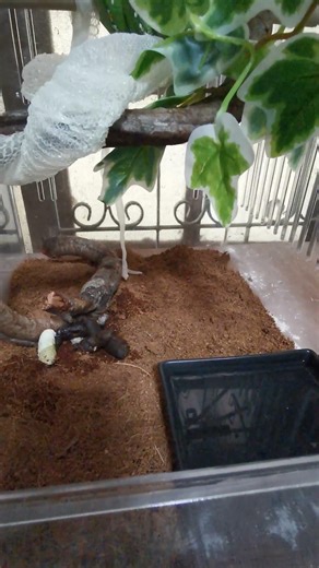 Merauke​ Green​ Tree Python​🐍