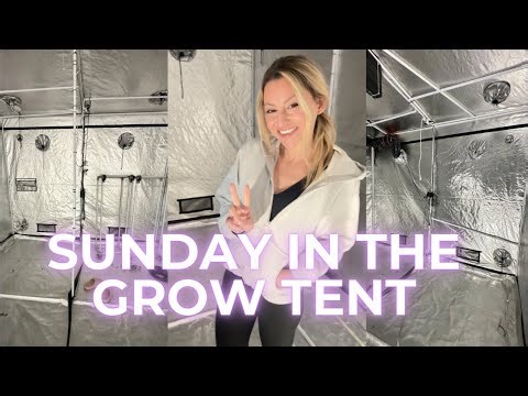 LIVE: SUNDAY IN THE GROW TENT☕️