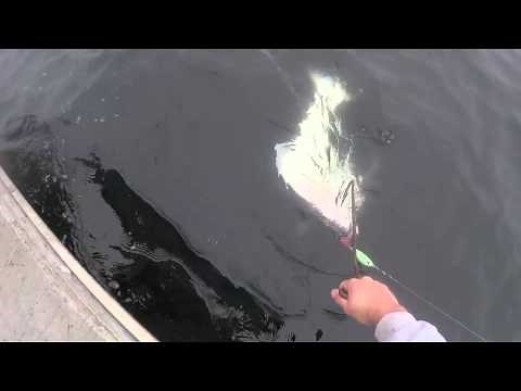 Halibut Fishing BC with Kitimat Lodge Fishing Tours & Adventures