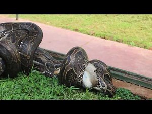 python constricting a rabit clips used on Conserve our heritage