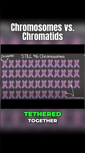 🧬 Chromosomes & Chromatids & Centromeres, OH MY! 🧬