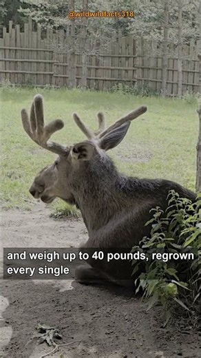 A Moose Can Dive 20 Feet Underwater for Food #shorts