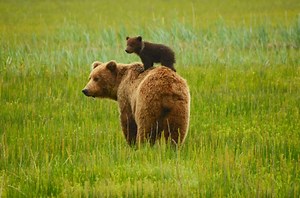 101 Facts About Grizzly Bears – North American Nature