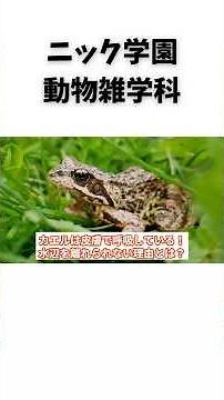 カエルは皮膚呼吸してる？#カエル #両生類 #生き物 #動物 #雑学 #豆知識 #うんちく #shorts #プチ知識 #癒し