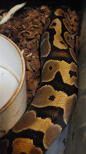 Breeding Time Again #ballpython