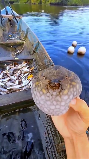 This Fish Turns Into a Balloon! 🐡😲 | #comedy_war_yt #shorts #facts #fish