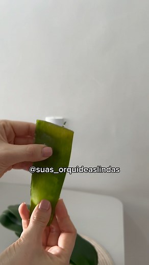 65K views · 446 reactions | Eu sempre corto a haste não final pra...