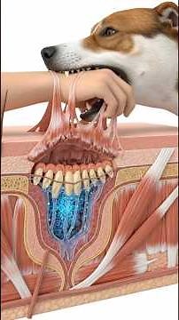 3D animated Rabid Dog's Bite Leads to Rabies in Your Brain