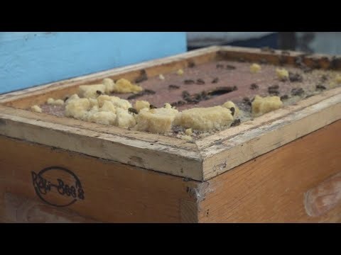 Honey production surges across Texas after years of decline