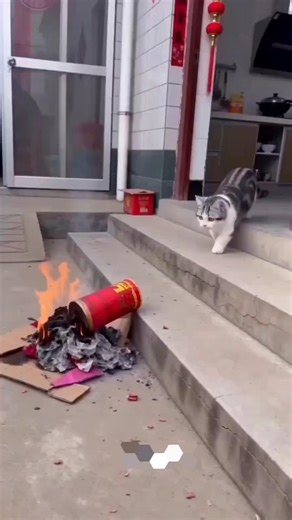 “The cat behaved very mischievously.” #viral #shorts #cat