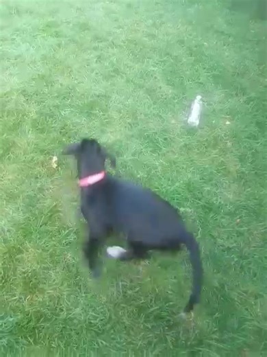 Daisy 6 months 😁🥰❤️🐕‍🦺#puppylovers❤️☺️ #funnytiktok #lovely #fun #puppylovers❤️☺️🐕