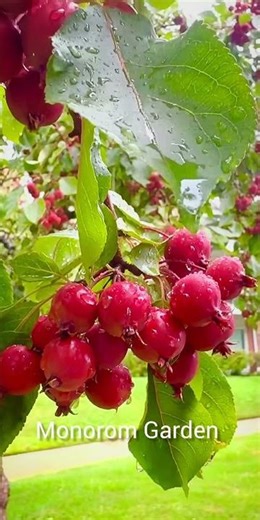 The rain has made every fruit look fresher and more delightful than ever #garden #fruit #nature #usa