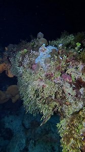 my octo friend! | Pelagic Ventures Scuba