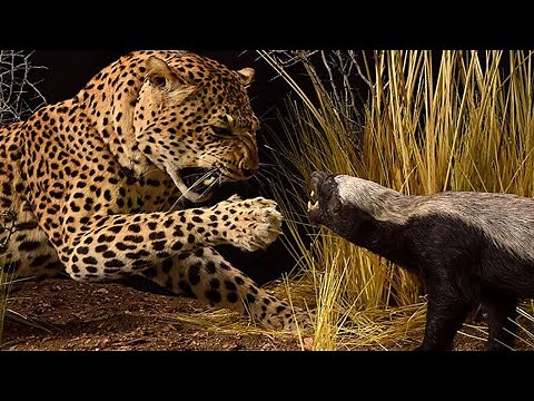 Rampaging Through the Wild: The Fearless Honey Badger