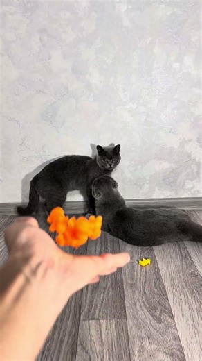 🐈‍⬛ Lui and Simba | colour Animals 🦓 #Reverse #funny #animals #colors