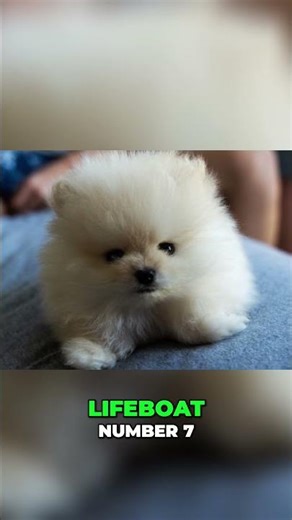 🚢 The Two Pomeranians That Survived the Titanic!