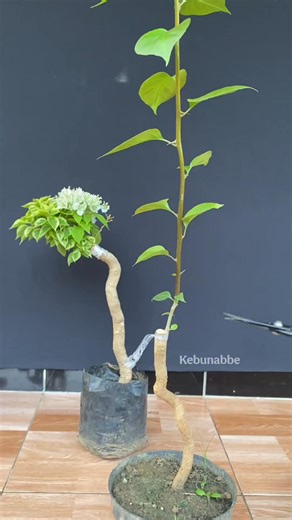 348K views · 2.5K reactions | simple tanam batang muda bougenville #bougenville | Kebun abbe | Facebook