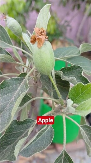 Apple Tree in Grow Bags – Growing Apples Successfully in Hot Weather #appleplant