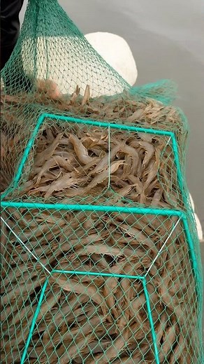 How Are Millions Of Prawns Caught With This Long Net? By Shiksha SQUARE