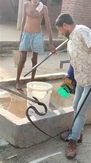 #kingcobra rescuing Ponya Padam