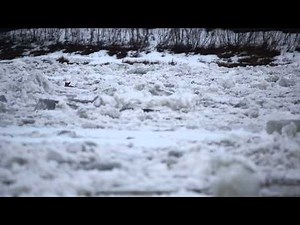 Caribou swimming in Porcupine River during break up.