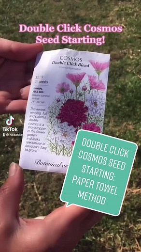 Starting Cosmos Seeds with the Paper Towel Method