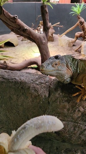 Gizmo loves the odd banana with a light supplement dusting. | Reptile Garden