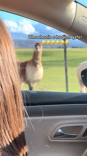 Hilarious Football Moments Captured