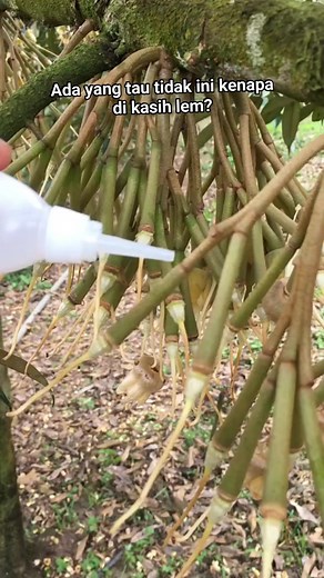 1.4M views · 2.5K reactions | Ini cara agar bunganya tidak gugur.. #pohon #durian #bunga #jangkauan #sorotan | Jaenudin | Facebook