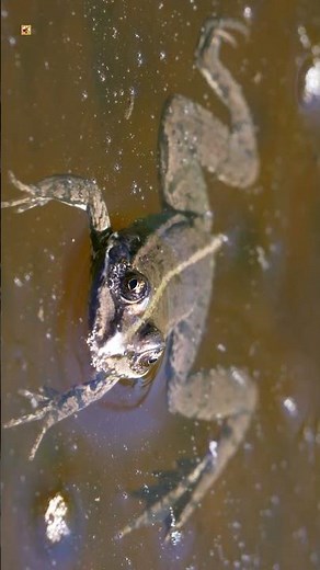 Frog Sounds ( Tree frog )