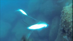 51K views · 336 reactions | Cressi Ocean Cherokee 90- Thanks Davide Leoncini for this beautiful video. | Cressi Spearfishing | Facebook